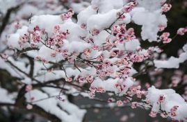 腊八节的传统及习俗